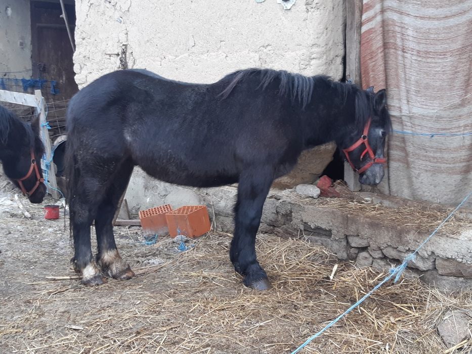 Vand 2 manzi manza neagra