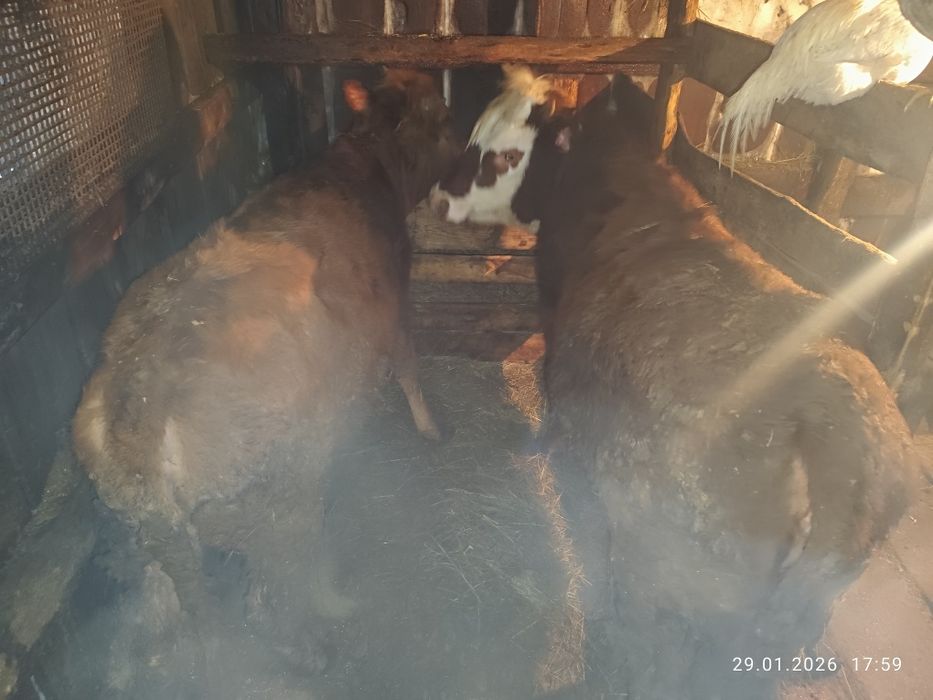 Продам  2 телок.