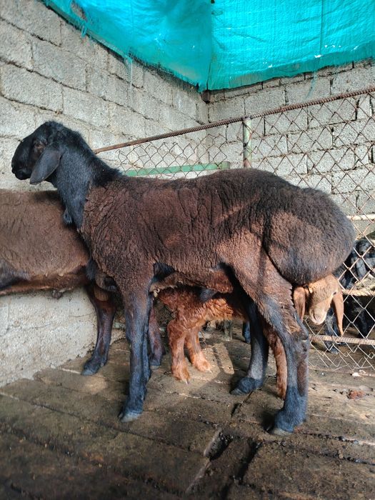 Куй ва кучкорлар оптом сотилади