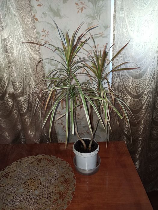 Драцена триколор!