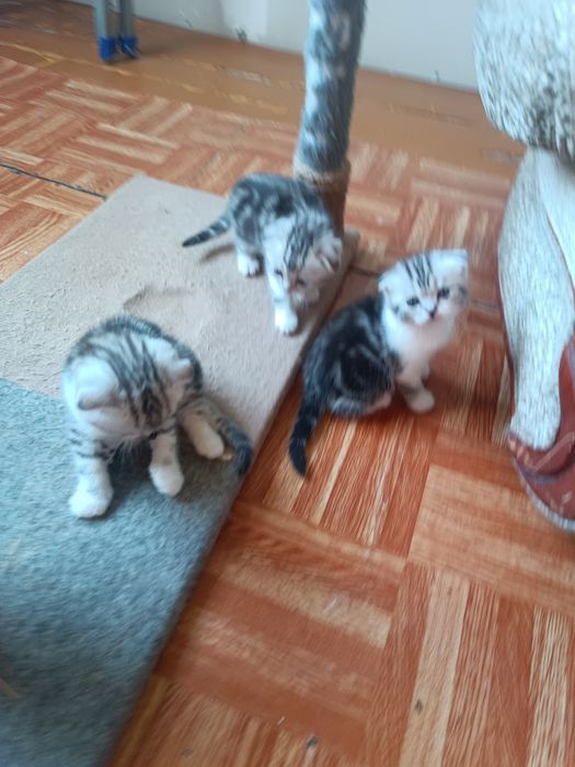 Продаю Скотиш фолд