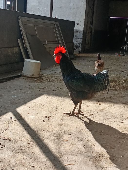 Yosh Horoz sotiladi 400 ming