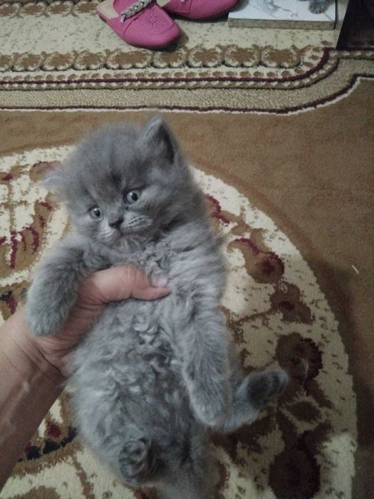 Продаются котята!