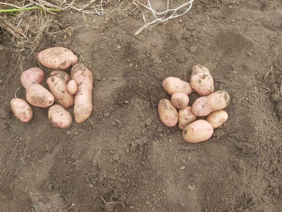 Дача, общество "Союз"