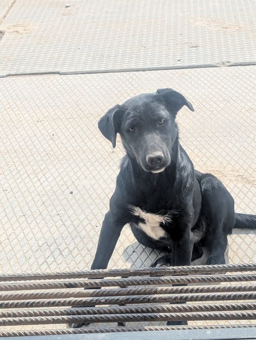 Багира дворянских кровей