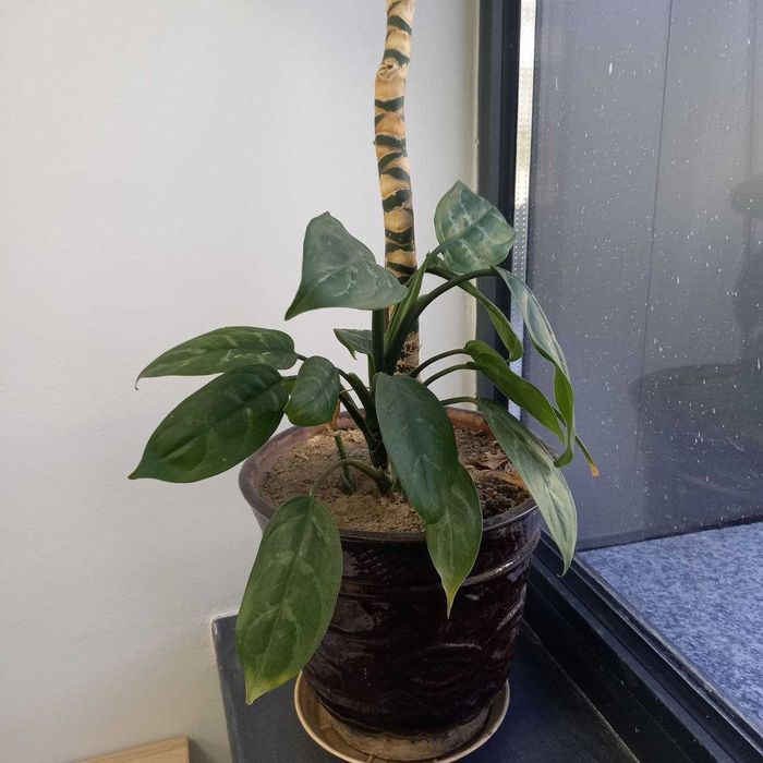 Комнатное растение Аглаонема