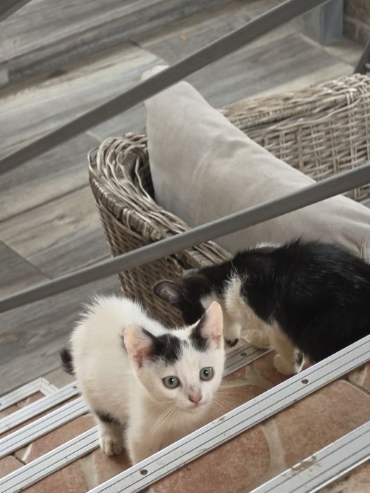Pisicute pentru adoptie