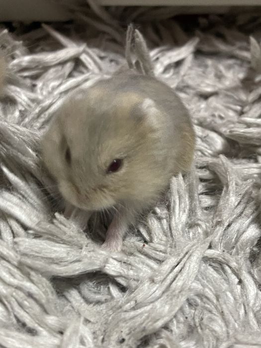 Vand hamsteri Asiatici .