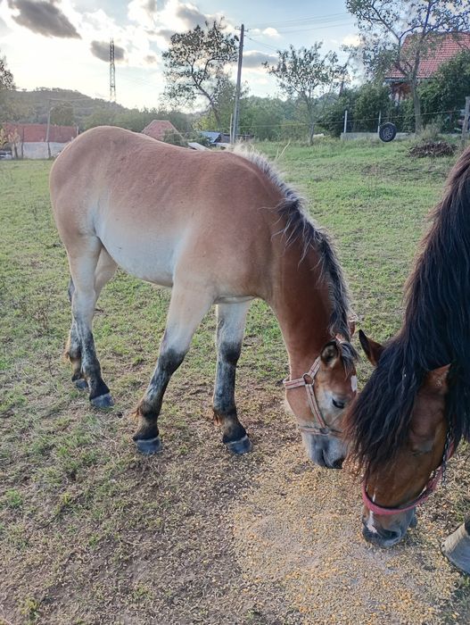 Vând mânz de 5 luni
