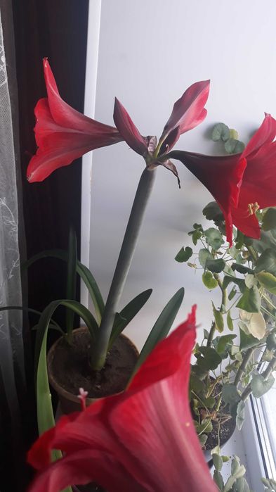 комнатные цветы.