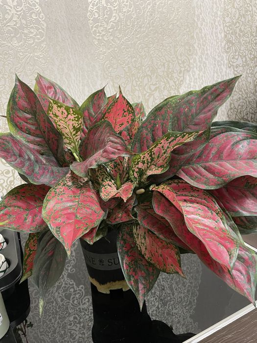 Комнатные растения Аглаонема