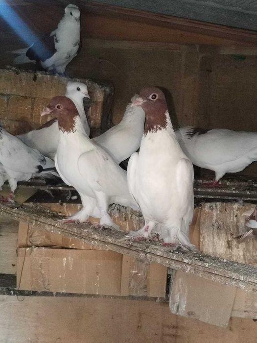 Продам  красноголовых голубей