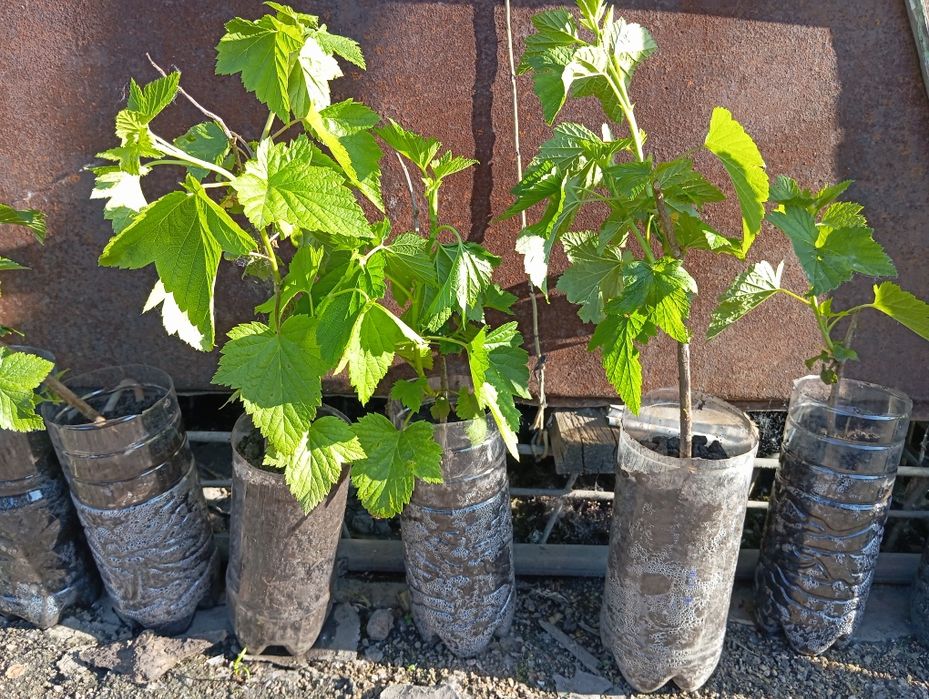 Саженцы черной смородины