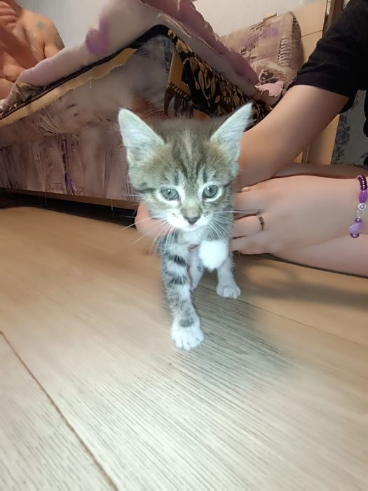 Отдам котят в добрые руки