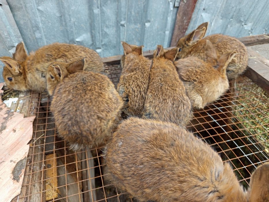 Продаётся кролики