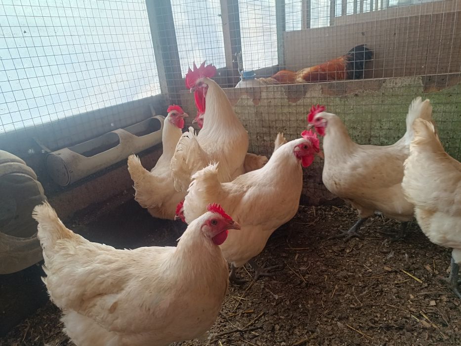 Бресс Гальская порода кур