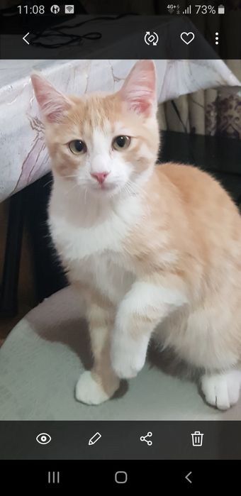 Костанай.Сиамский, Вислоушка, Метис.