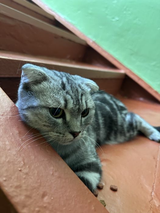 Кошка породистая