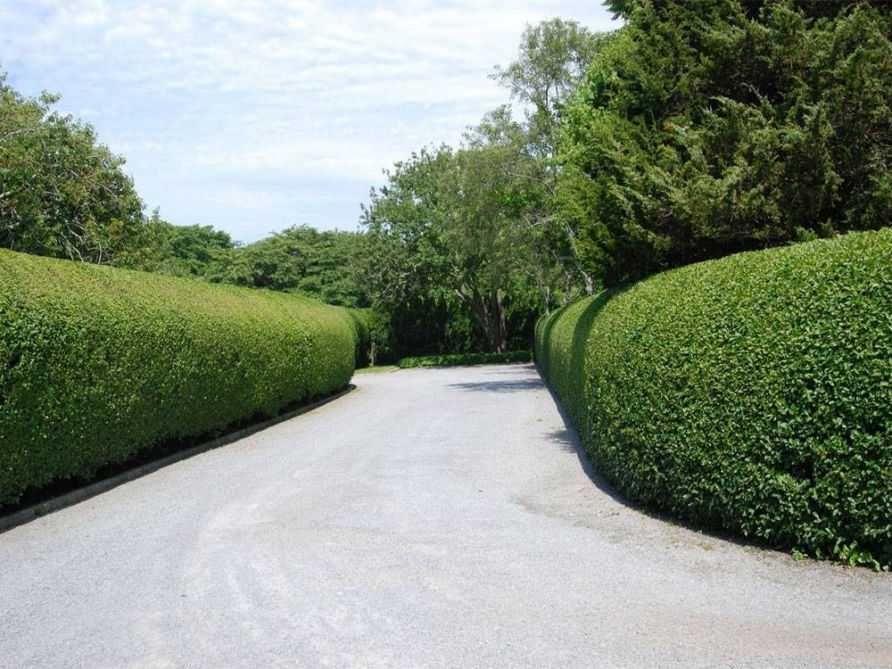 Lemn Cainesc, Ligustrum Vulgare Ovalifolium 50cm-1m+