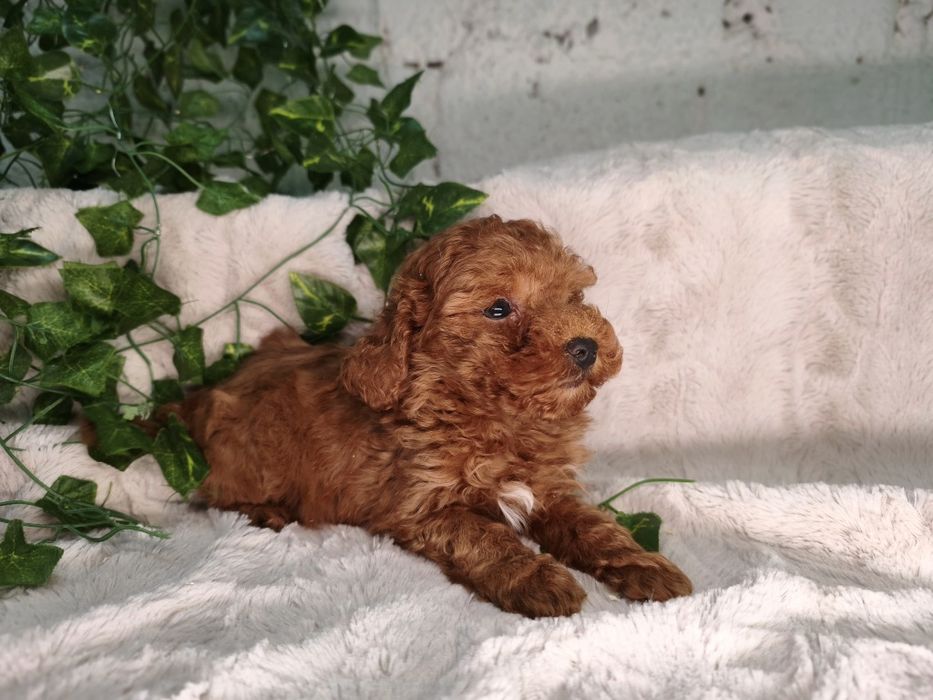 Vand baietel Pudel rosu toy/mini