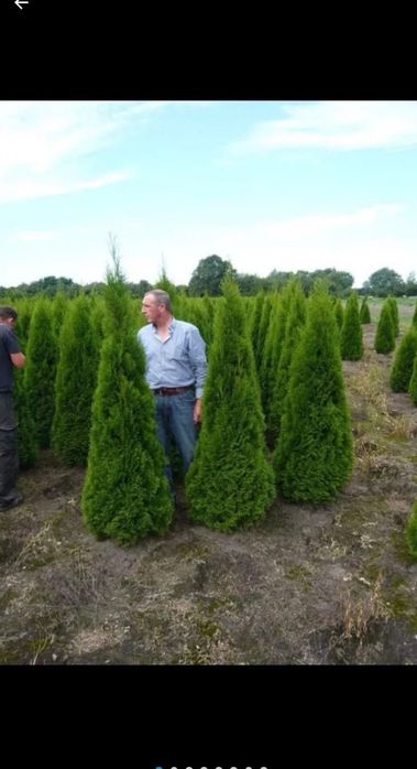 Tuia smaragd calitate extra toate dimensiunile Transport gratuit