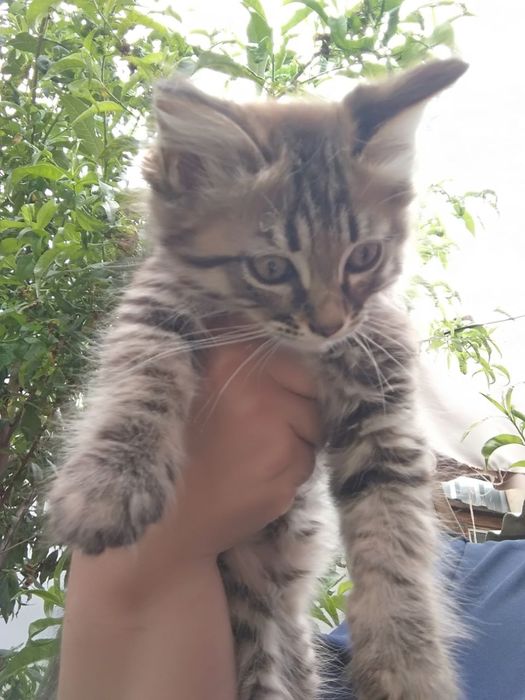 Милые  котики мальчики