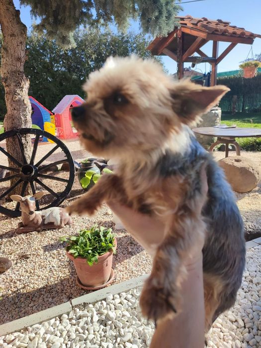 Йоркширски териер мини