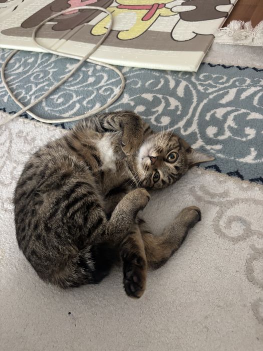 Отдам 2 котенка