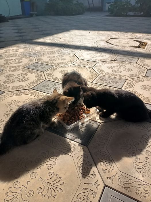 Отдадим котят в добрые руки