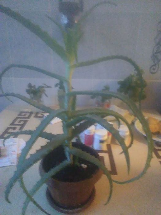 Алоэ столетник лечебный.