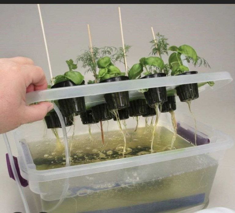 Гидропоника тувак