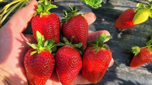 Продам клубнику саженцы