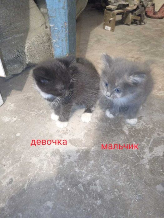 Отдадим котят бесплатно