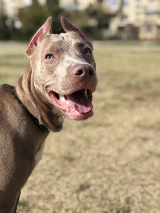 Собаки 11 месяцов,нужна сучка