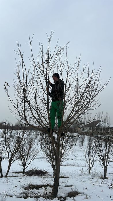 Обрезка плодовых деревьев,обработка сада