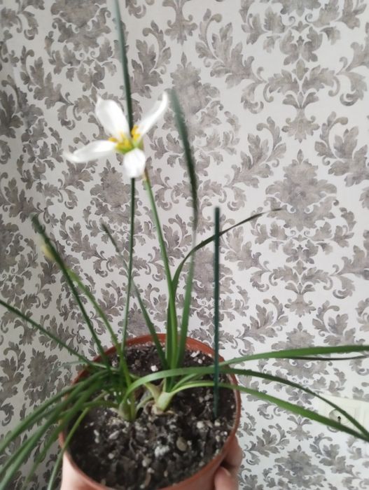 Продам цветы!!! Выращенные с любовью!!!