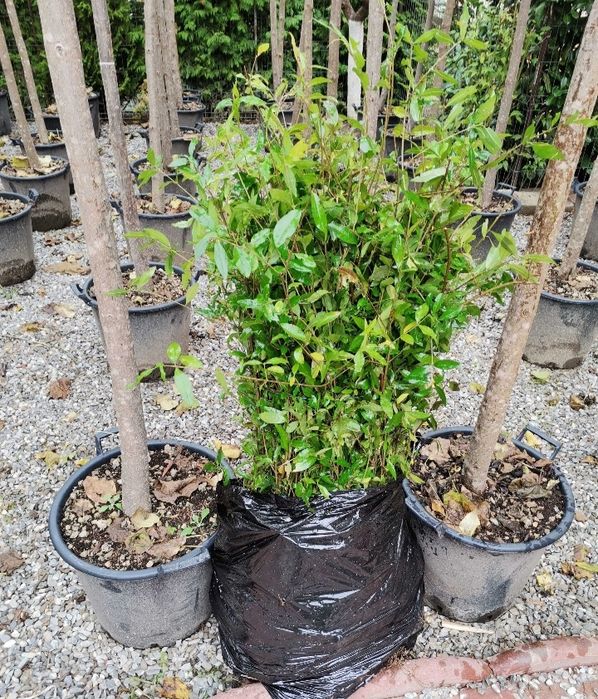 Gard viu lemn cainesc ligustrum vulgare