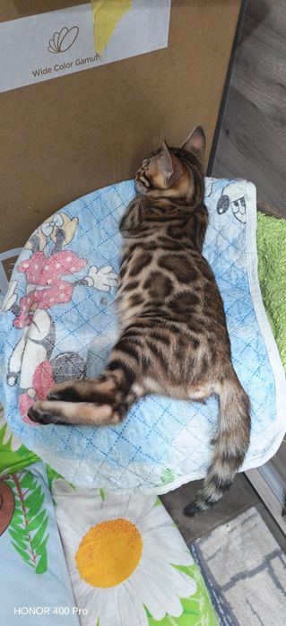 Чистокровные бенгальские котята