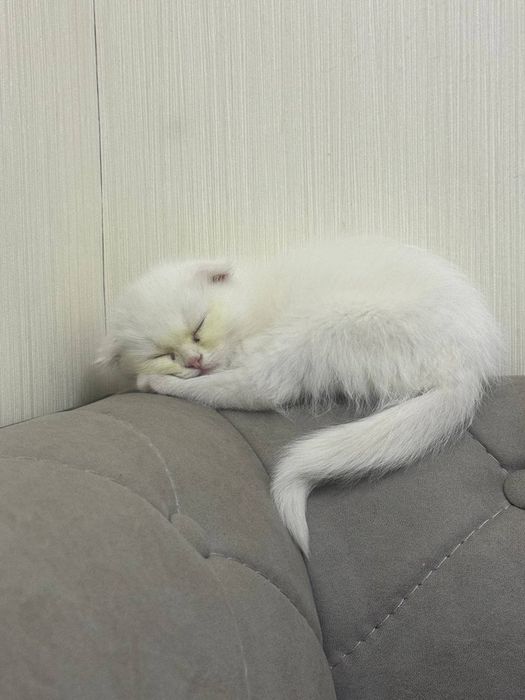 Красивая два Белая котёнка 1 месяцев оба девочка