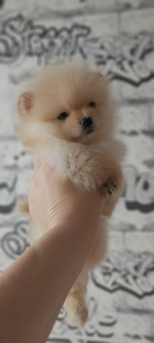 Шпицы кремовые мальчики и девочки