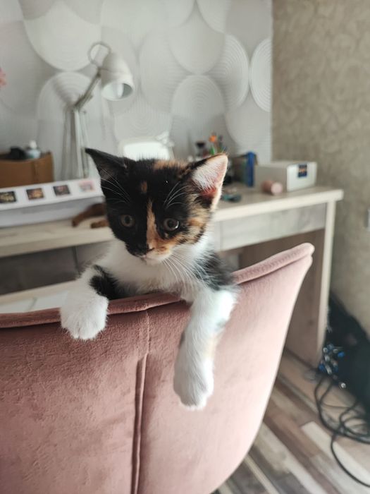 Шотладские котята