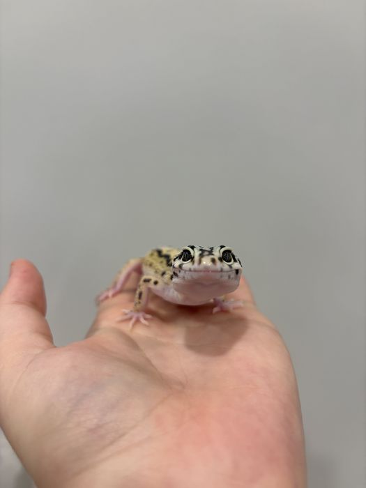Гекконы эублефары  7 месяцев