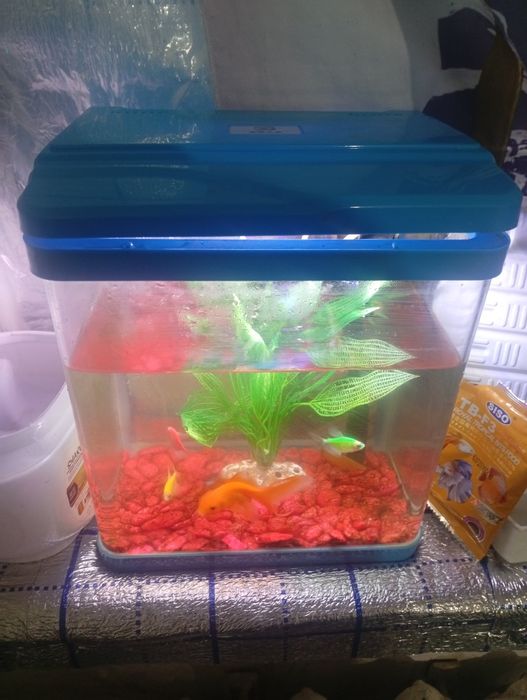 Akvarium baliqlari bilan sotiladi