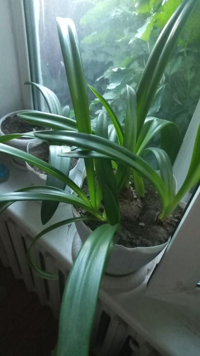 Продам цветки гипераструма