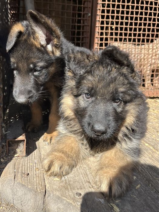 Щенки немецкой овчарки