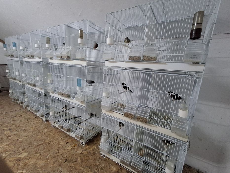 Canari  diferite  culori