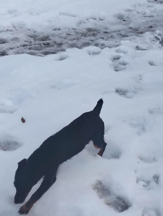 Продам Ягдтерьер