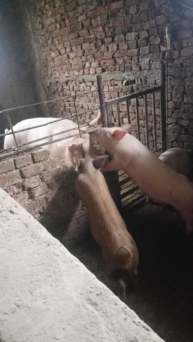 Продавам прасенца