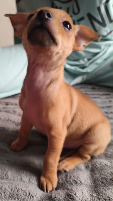 Продам Той терьера