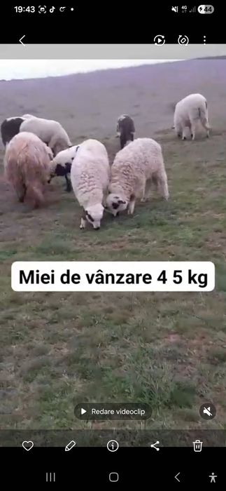 Vând 30 de oi cu miei lângă ele